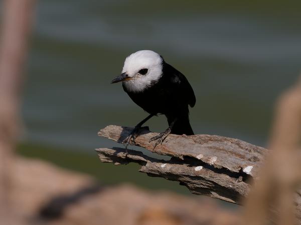 Witkopwatertiran (Arundinicola leucocephala)